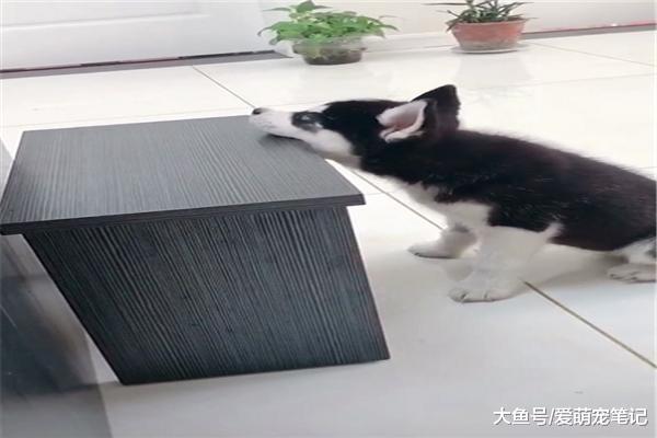 哈士奇: 我这牙要抓紧练练了, 祖传手艺不能忘, 网友: 这二哈好纯