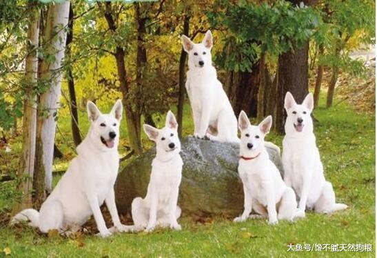 在中国这6种狗狗，都可以成为警犬，养一只绝对听话