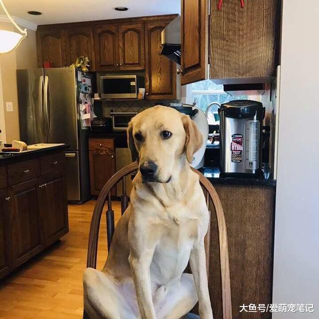 主人练小提琴时，拉布拉多就会随着琴声唱歌，节奏感把控的很到位