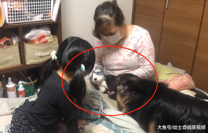 德牧想用足球换玩偶，结果换不成还生气了，谁还不是宝宝呢