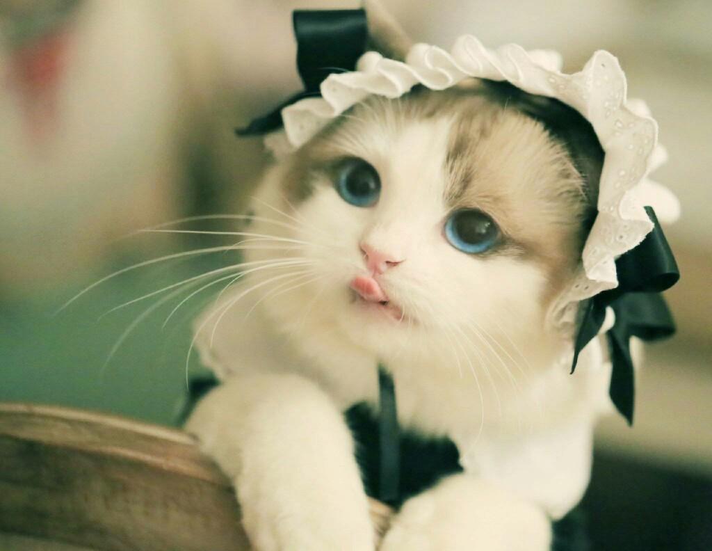 樓上女孩的布偶貓失蹤6天回歸，倆月后生了6只不同色小奶貓，超萌