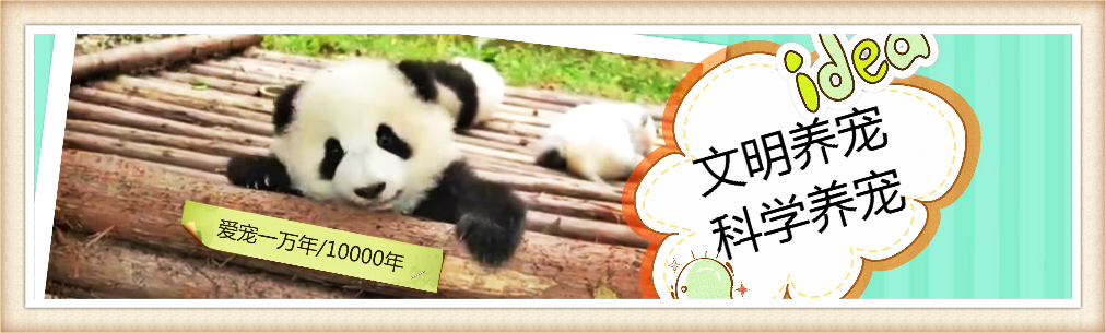 和中秋节关系最密切的宠物兔，流行3大品种，最正宗的却濒临失宠