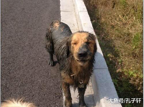 主人带金毛去宠物店洗澡，老板看到金毛后当场黑脸拒绝！