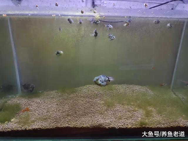 12度水温小鱼苗状态良好，两条迷你鹦鹉直接翻肚，总算抢救过来了