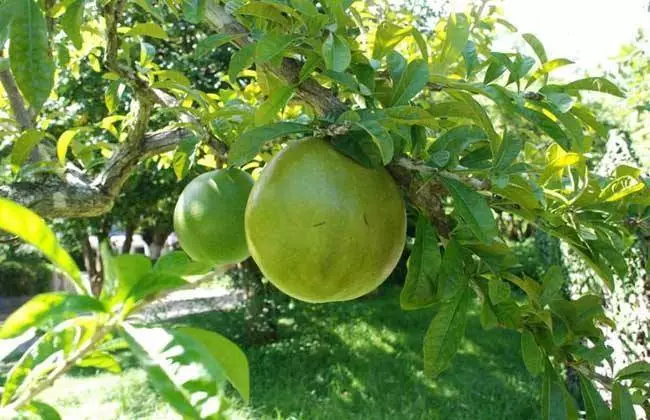 糟心植物大pk，谁是赢家？