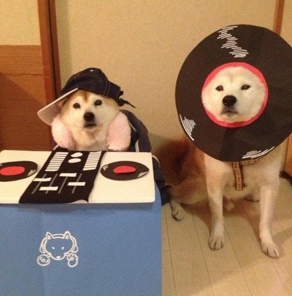 最會玩cosplay的柴犬兄弟，主人手繪服裝讓它們cos神奇寶貝