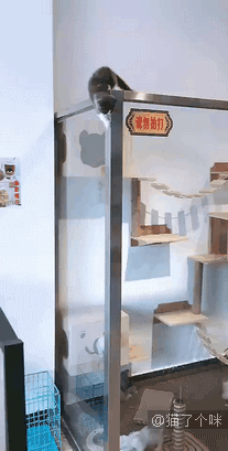 这是我见过跳跃最轻松优雅还Q弹的一只猫了