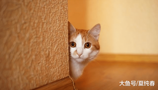 为什么猫咪的腿上会掉毛，又有哪些原因会导致猫咪腿上掉毛