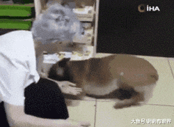 流浪狗受伤进药店求助，店员奶奶做法超暖！土耳其真是流浪动物的天堂……