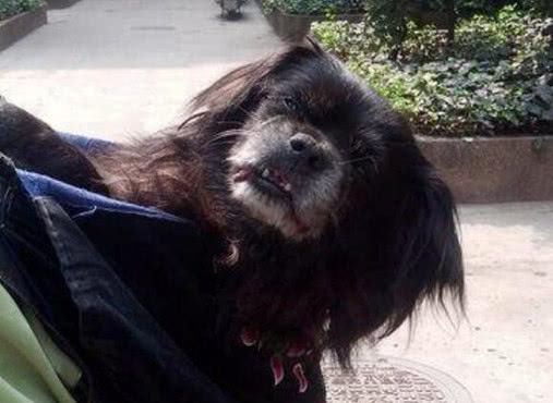 高龄老狗狗年老体弱，大爷每日背它出门遛弯，画面暖暖的让人感动