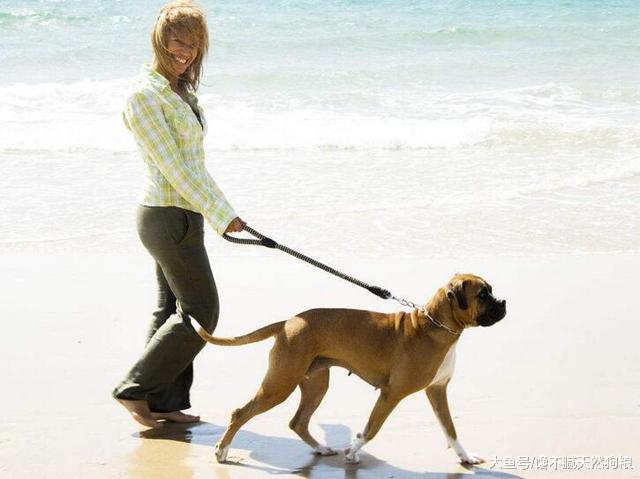 遛狗讲究多，主人需要知道这些事，对你遛狗有帮助