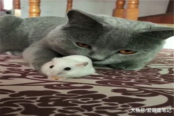 網友送了只倉鼠給英短藍貓，它卻把倉鼠當“寵物”，貓：養肥再吃