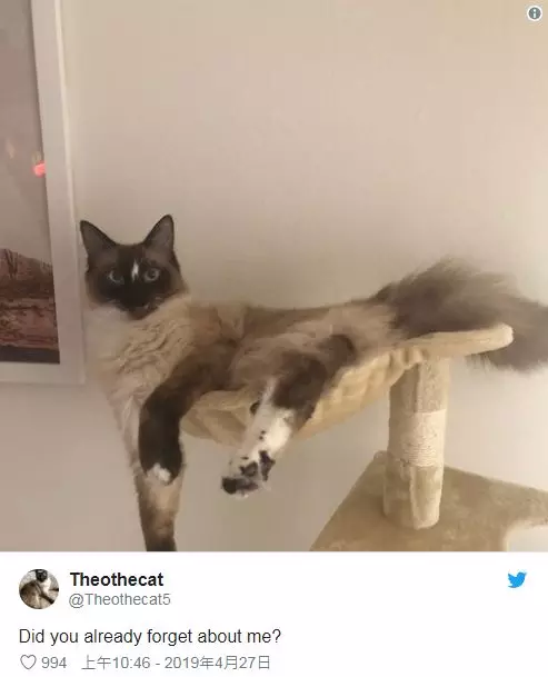 猫界“洪世贤”！始乱终弃的样子像极了你的前男友...