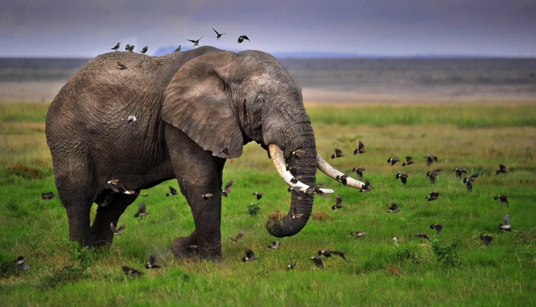 遭遇肯尼亚（一）跟着肖戈拍大象