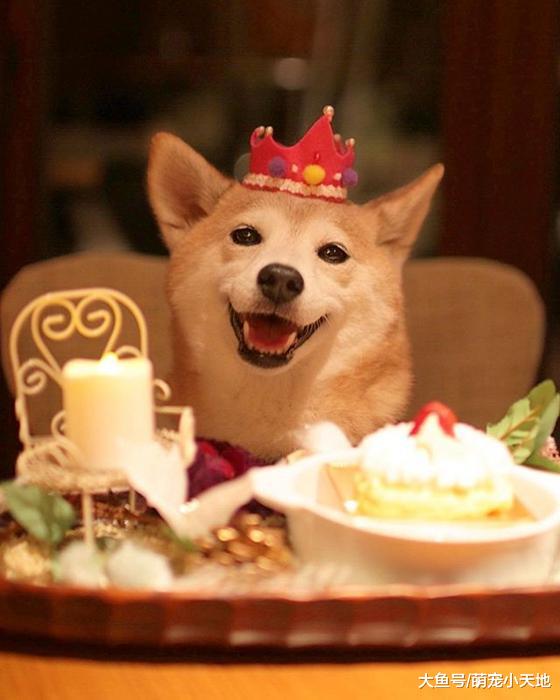 超可爱柴犬兄妹，带着疗愈笑容来融化每个人的心！