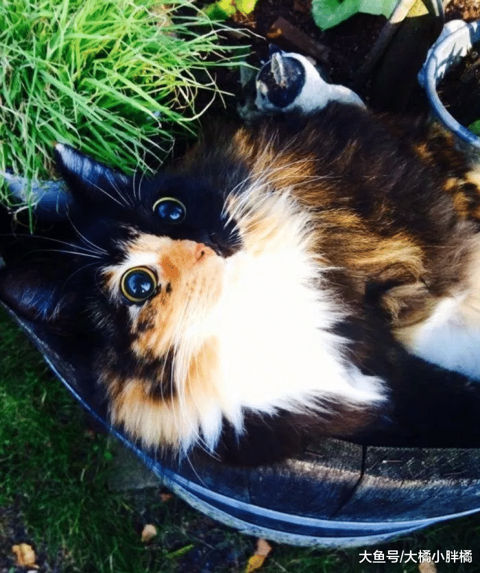 猫咪因双目失明而被抛弃，正当它怯弱无助时，却被美貌救了一命