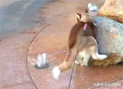 二哈故意坐在喷泉口，下一刻，却被喷出来的水吓的惊疑不定了
