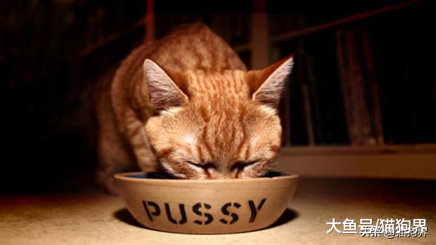 猫咪的肠胃问题不断，该如何调理呢？