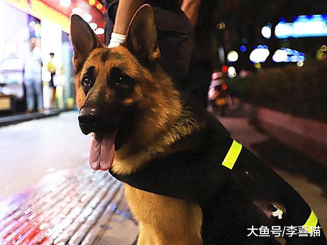 狗狗欲成警犬不简单，不少狗狗竞选失败，除性格外更需兼顾种群性