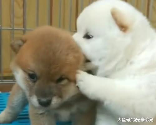 “过来呀！给你说个话这么难吗？”看俩狗的样子，像极了孩子
