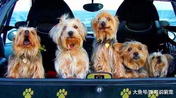 带宠物自驾游是怎样的体验？