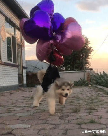 为了对付不听话的狗子，主人在狗身上绑了气球，小狗就被带上了天
