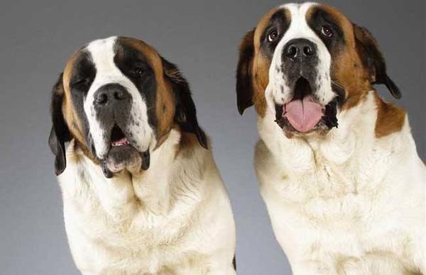 13种大耳朵狗，再给你一次机会你会选择这些“扫地僧”吗？