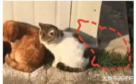 三只同款小猫排成线摆姿势拍照，被孤立的小花猫不乐意了，下一秒这个动作让人笑喷