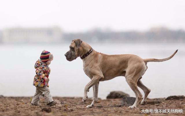 宠物医生：不要再把狗狗当孩子养了，你这样只会害了它