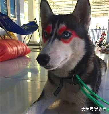 女主出門辦事，家里就剩二哈跟女兒，回家后眼前一幕頓時令她崩潰