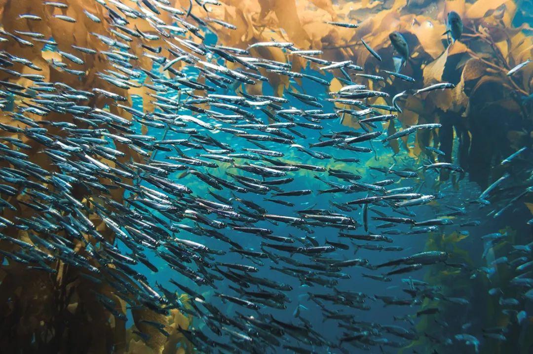 世界上鱼最多的湖就在国内, 8亿公斤没人敢钓