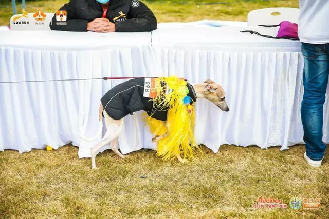 彩跑现场|作为广州人, 和狗开年彩跑好彩到爆