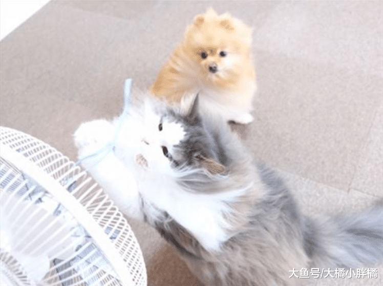 猫咪跟绳子过不去，对着风扇一阵乱咬，狗子：这怕是个二傻子吧