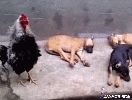 一群狗正在熟睡时，公鸡突然犯职业病，无法无天的狗子居然怂了
