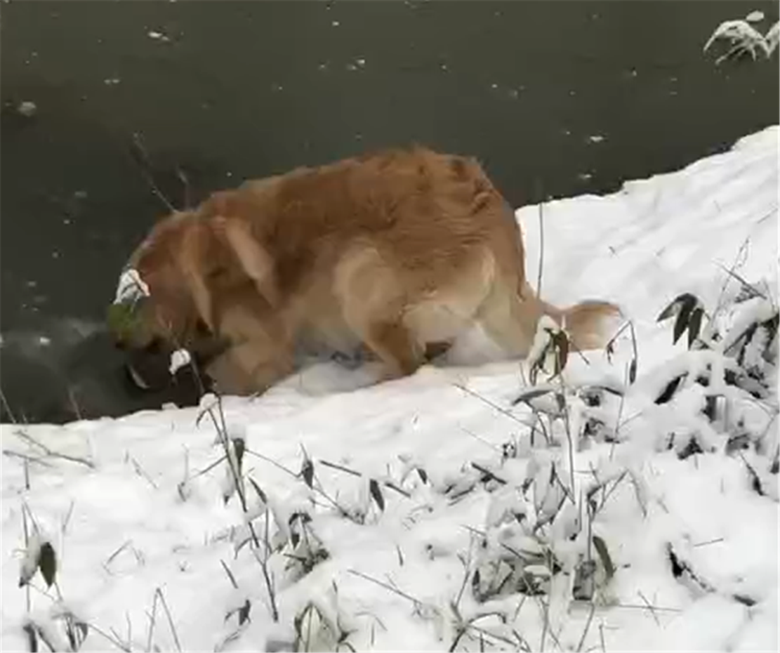 金毛回鄉下過年，跳河里玩耍，狗：好嗨啊，感覺狗生到達了巔峰…