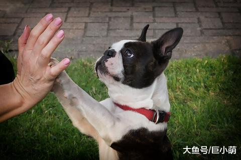 什么是狗狗脚垫角化过度？为什么会这样？怎么治疗角化过度？