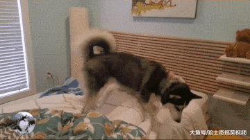 女主人让二哈去叫男友，没想到半天不见人，汪：躺着真舒服