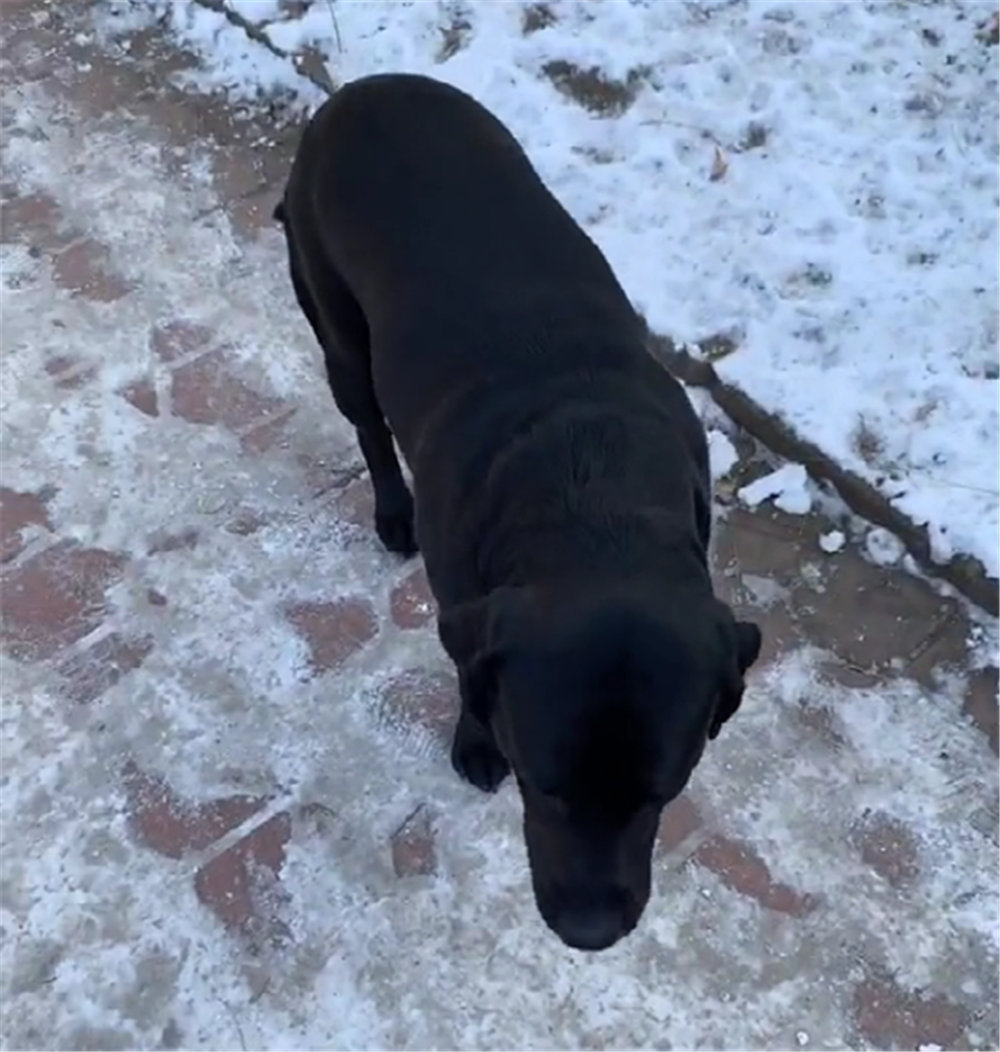 大黑狗跟主人遛弯, 狗子冻脚站在路上不愿走, 主人的举动暖心了…