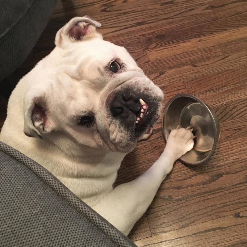 英斗有个小怪癖：带着小碗形影不离，“宠幸”哪个都成烦恼……