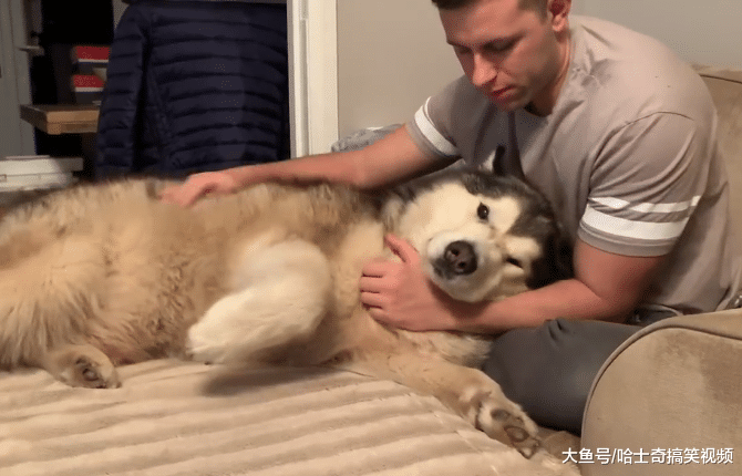 阿拉满身都是肉还总要抱，主人说要打包送走它，态度就变了