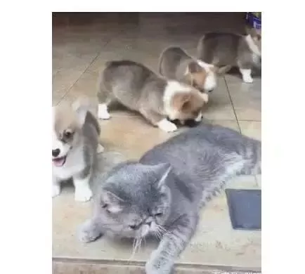 猫咪被小奶狗玩的没脾气了，猫：要不是打不过他爹，我早就动手了