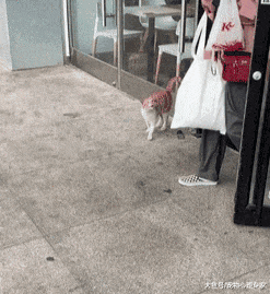 快餐店门口一只猫咪无赖乞讨，看到它的花色叹了口气：命中注定