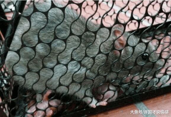 捕鼠器抓到老鼠后，准备给它一个教训，第三天发生的事吓到男子！