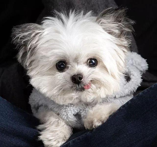 小狗因“可爱吐舌照”走红网络，如此童颜的它竟十岁高龄了……