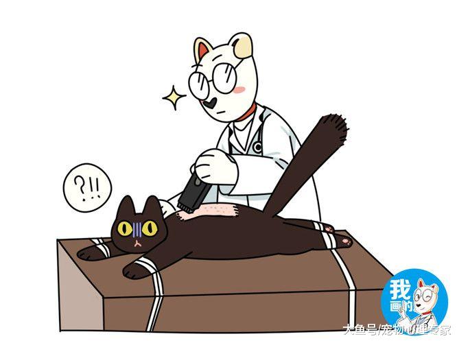 辟谣：给猫咪戴铃铛会耳聋？别再以讹传讹混淆视听了