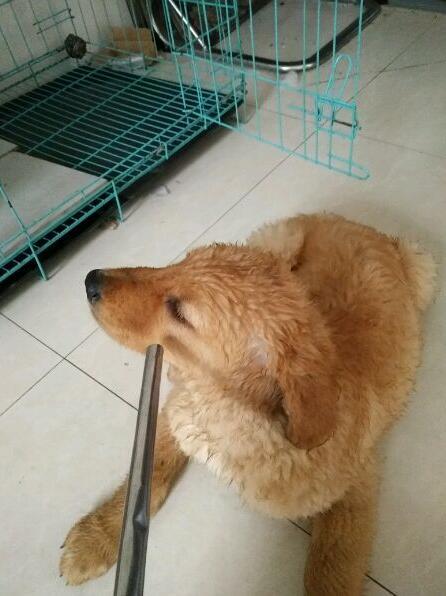 二哈附体，金毛展现“王之蔑视”，宠主：你咋不上天呢？