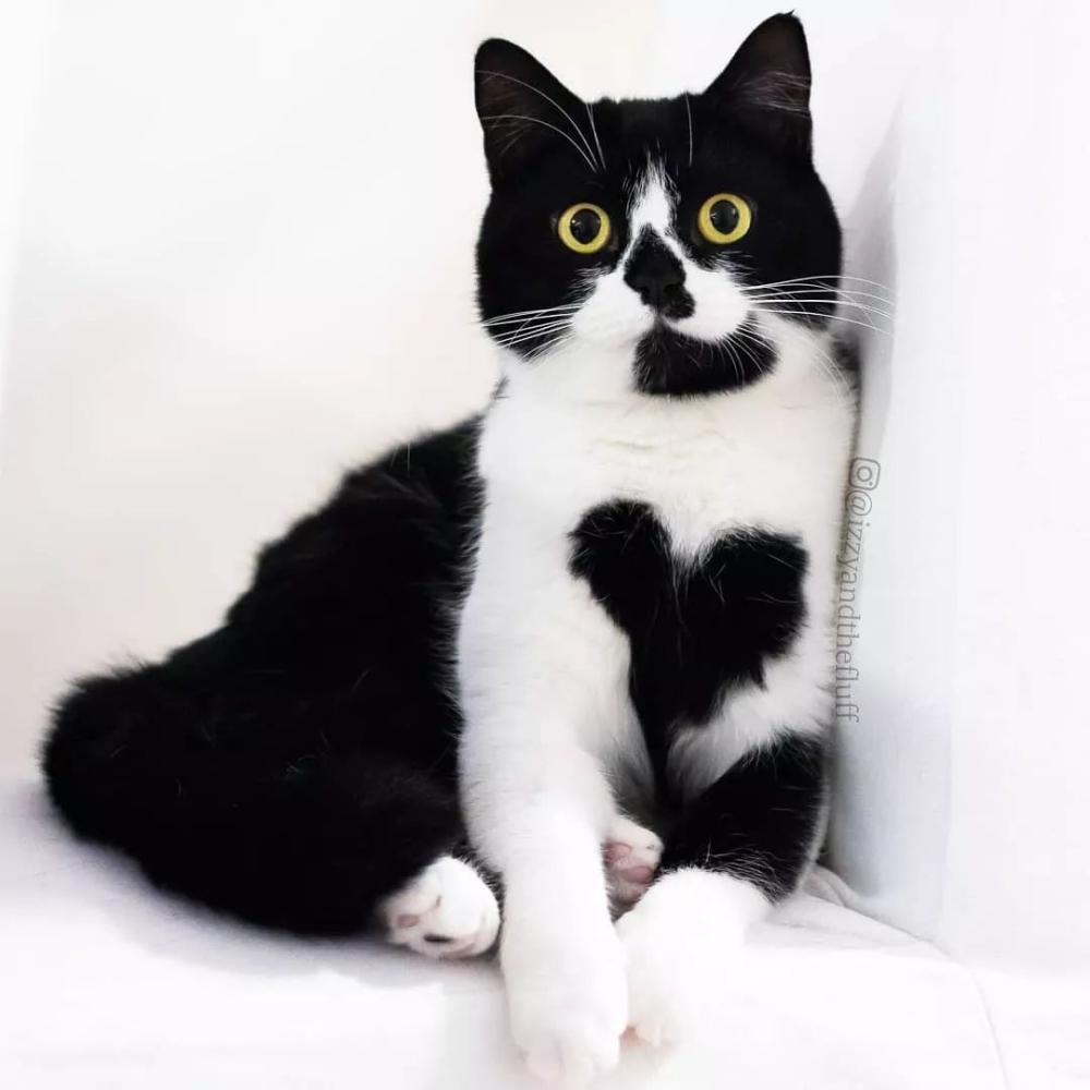 这只奶牛猫不仅会比心! 还有卡姿兰大眼睛