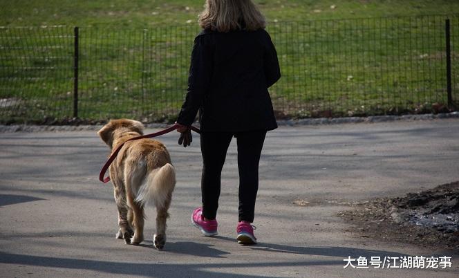 养狗以后每天都要遛狗，下面4种遛狗方式很‘伤狗’，你知道吗