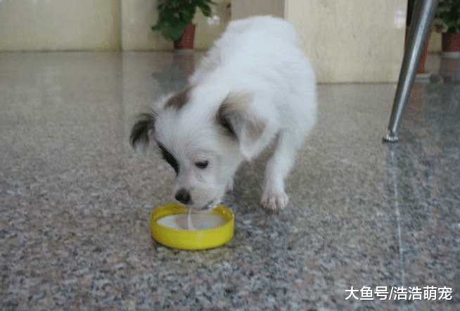 狗狗能不能喝酸奶？不是所有的都能喝，寵主要分清楚