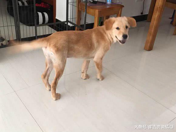 两千元购买的小金毛，总感觉被骗了，网友们却为此大吵起来！